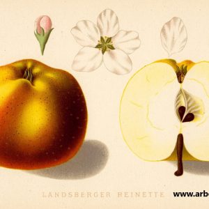 Landsberger Renette - Apfelbaum – Alte Obstsorten Arboterra GmbH