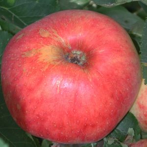 Martens Saemling - Apfelbaum – Alte Obstsorten Arboterra GmbH