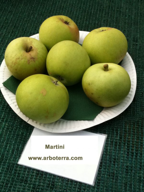Martini - Apfelbaum – Alte Obstsorten Arboterra GmbH