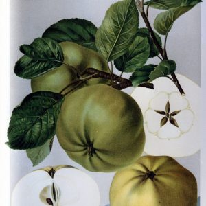 Minister von Hammerstein - Apfelbaum – Alte Obstsorten Arboterra GmbH