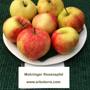 Mohringer Rosenapfel - Apfelbaum – Alte Obstsorten Arboterra GmbH