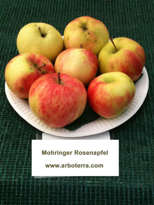 Mohringer Rosenapfel - Apfelbaum – Alte Obstsorten Arboterra GmbH