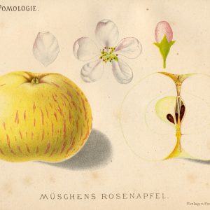 Mueschens Rosenapfel - Apfelbaum – Alte Obstsorten Arboterra GmbH