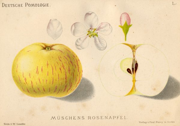 Mueschens Rosenapfel - Apfelbaum – Alte Obstsorten Arboterra GmbH