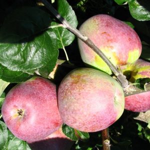 Oberlaender Himbeerapfel - Apfelbaum – Alte Obstsorten Arboterra GmbH