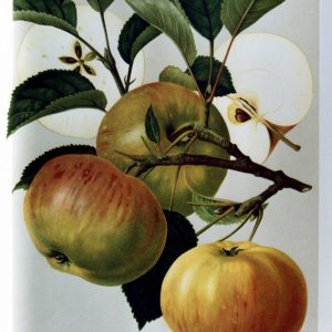 Ontarioapfel - Apfelbaum – Alte Obstsorten Arboterra GmbH