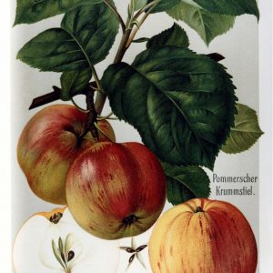 Pommerscher Krummstiel - Apfelbaum – Alte Obstsorten Arboterra GmbH