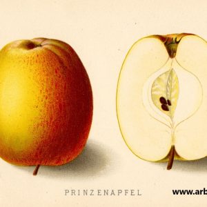 Prinzenapfel Hasenkopf - Apfelbaum – Alte Obstsorten Arboterra GmbH