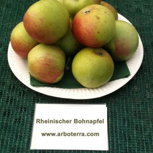 Rheinischer Bohnapfel - Apfelbaum – Alte Obstsorten Arboterra GmbH