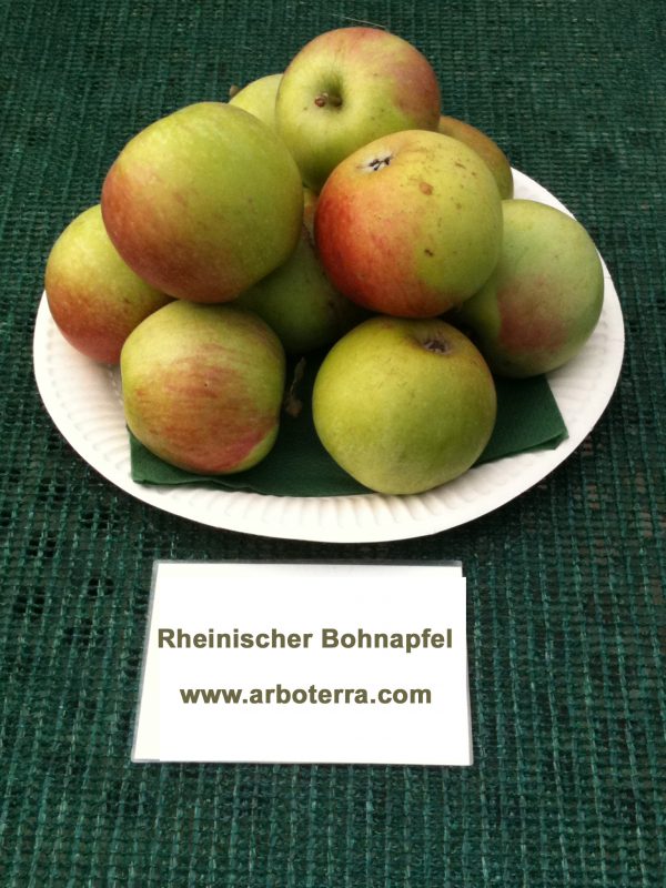 Rheinischer Bohnapfel - Apfelbaum – Alte Obstsorten Arboterra GmbH