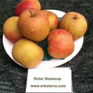 Roter Boskoop - Apfelbaum – Alte Obstsorten Arboterra GmbH
