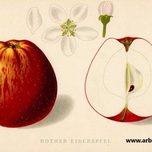 Roter Eiserapfel - Apfelbaum – Alte Obstsorten Arboterra GmbH
