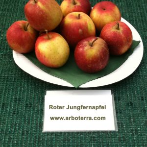 Roter Jungfernapfel - Apfelbaum – Alte Obstsorten Arboterra GmbH