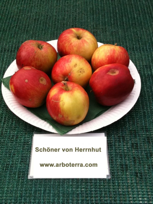Schoener von Herrnhut - Apfelbaum – Alte Obstsorten Arboterra GmbH