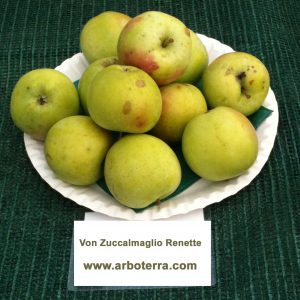 Von Zuccalmaglio Renette - Apfelbaum – Alte Obstsorten Arboterra GmbH