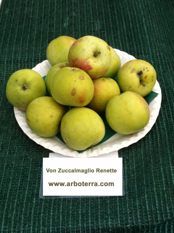 Von Zuccalmaglio Renette - Apfelbaum – Alte Obstsorten Arboterra GmbH