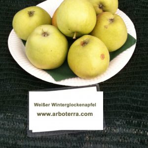 Weisser Winterglockenapfel - Apfelbaum – Alte Obstsorten Arboterra GmbH