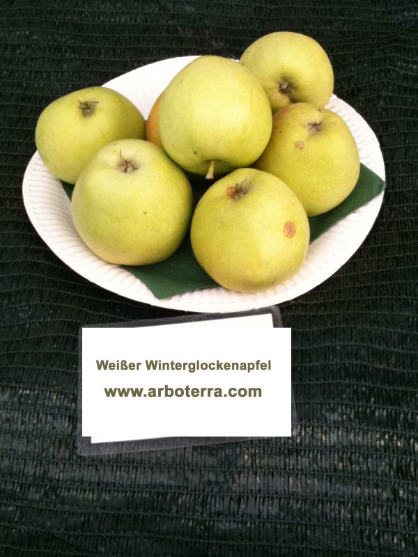 Weisser Winterglockenapfel - Apfelbaum – Alte Obstsorten Arboterra GmbH