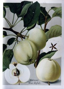 Weisser Klarapfel - Apfelbaum – Alte Obstsorten Arboterra GmbH