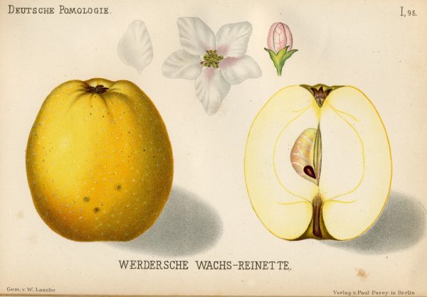 Werdersche Wachsrenette - Apfelbaum – Alte Obstsorten Arboterra GmbH