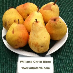 Williams Christ - Birnenbaum – Alte Obstsorten Arboterra GmbH