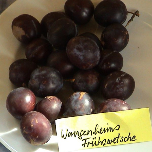 Wangenheims Fruehzwetsche - Pflaumenbaum – Alte Obstsorten Arboterra GmbH
