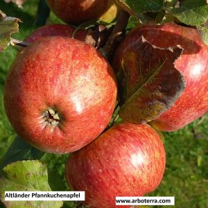 Altländer Pfannkuchenapfel